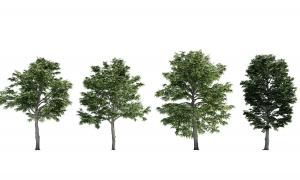 形似槐树、杨树的景观树木