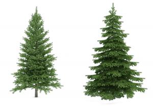 两棵塔状雪松景观树木