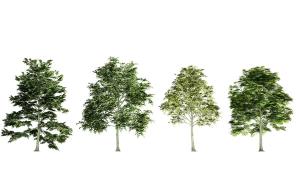 种类不一的四棵景观树木