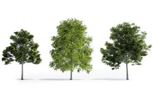 挺拔俊秀类似粗榧的景观树木