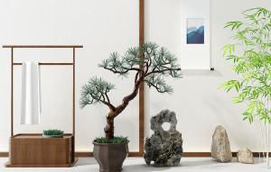 日本五针松盆景植物