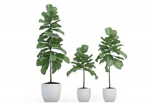 三棵大琴叶榕盆栽植物