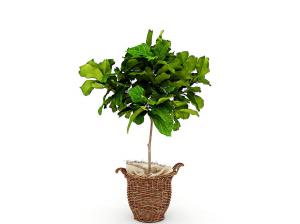 编筐、大琴叶榕盆栽植物