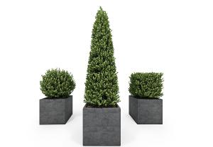 形似垂叶榕盆栽植物