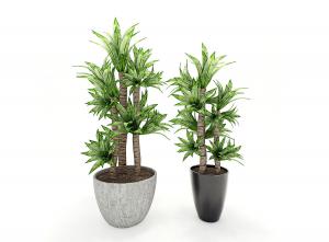 百合竹盆栽植物