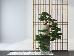 日本五针松盆景植物