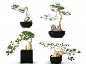 黑松、日本五针松 盆栽盆景植物