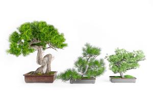 侧柏、马尾松、黑松盆景植物