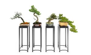 马尾松、榔榆、罗汉松盆景植物