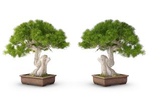 侧柏盆栽盆景植物