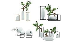 不同造型的榕树盆景植物