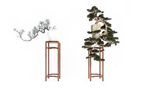 马尾松、罗汉松盆景植物