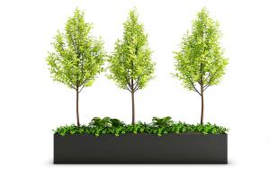 在花池中的金叶女贞盆栽植物