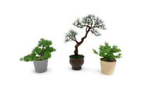 三盆松树盆景植物