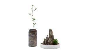 形似荷叶铁线蕨盆景植物