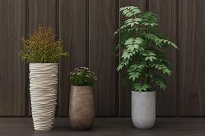 戟叶孔雀葵、光棍树、形似人面子盆栽植物