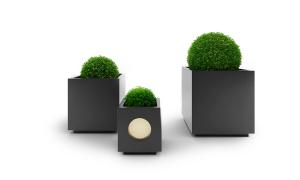 生长在方形花池中的球形灌木绿植