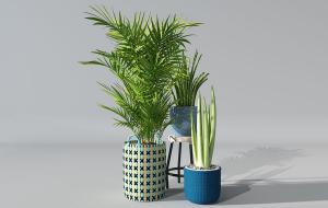 凤尾葵、形似芦荟盆栽植物