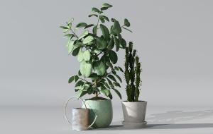 印度榕、仙人掌盆栽植物