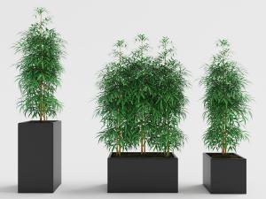 种在不同尺寸方形黑色花盆里的竹子