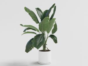 白色陶瓷花盆芭蕉树盆栽植物