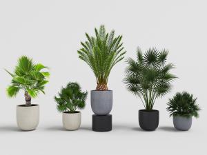 铁树、凤尾竹等陶瓷花盆盆栽植物