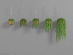 悬挂的花盆植物盆栽