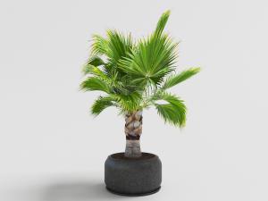 黑色陶瓷花盆铁树盆栽