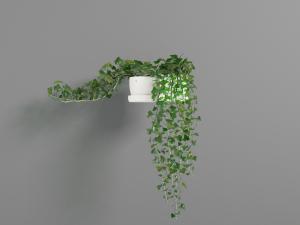 放在置物架上的藤蔓盆栽植物