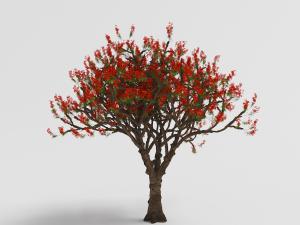 开满红色鲜花的景观树木