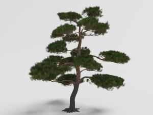 一棵高大的迎客松景观树木