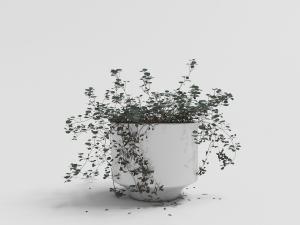 铁线蕨白色陶瓷花盆盆栽植物