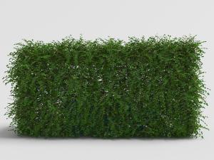 长方形灌木绿色植物墙