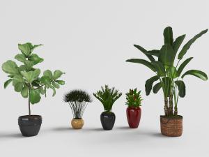 芭蕉、铁树多种陶瓷盆栽植物