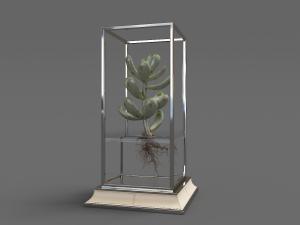 种在方形玻璃盆内的多肉盆栽植物