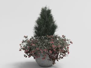 栽种两种不同花草的盆栽植物