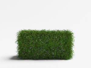 长方形灌木植物墙