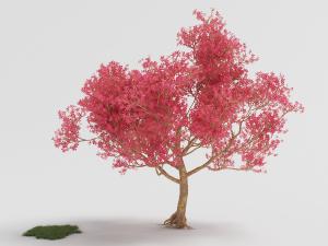 一棵长满红色树叶的景观树木