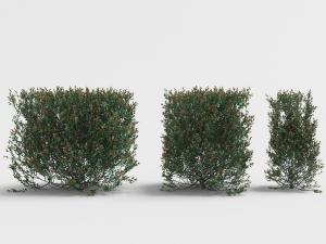 开着红色小花的灌木丛