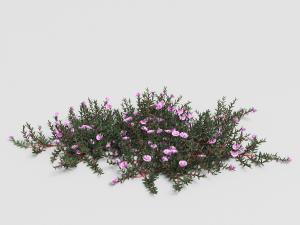 盛开在地面的太阳花花草植物