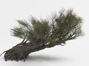 根木丛生的倾斜乔木景观树