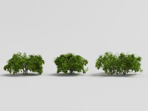 三处枝叶茂盛的绿色灌木丛