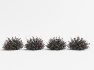 开着粉色花朵的四处花草从