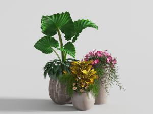 开满花朵的水泥质感花盆的盆栽植物