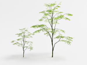 两株枝干弯曲多杈的景观树木