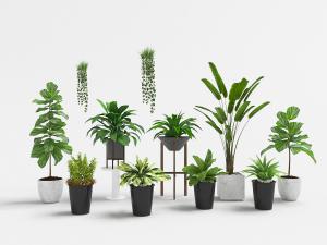 黑色陶瓷、水泥材质的花盆植物盆栽