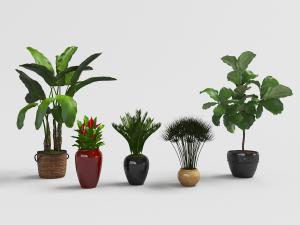 种植在草编花盆里的美人蕉和陶瓷花盆盆栽植物