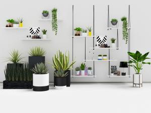 不同种类的绿色盆栽植物