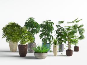 大型凤尾竹、蕨类植物盆栽
