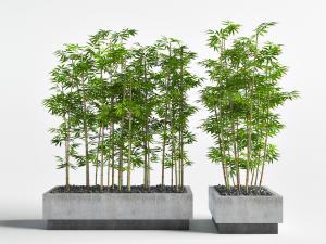 种植在水泥花坛里的竹子